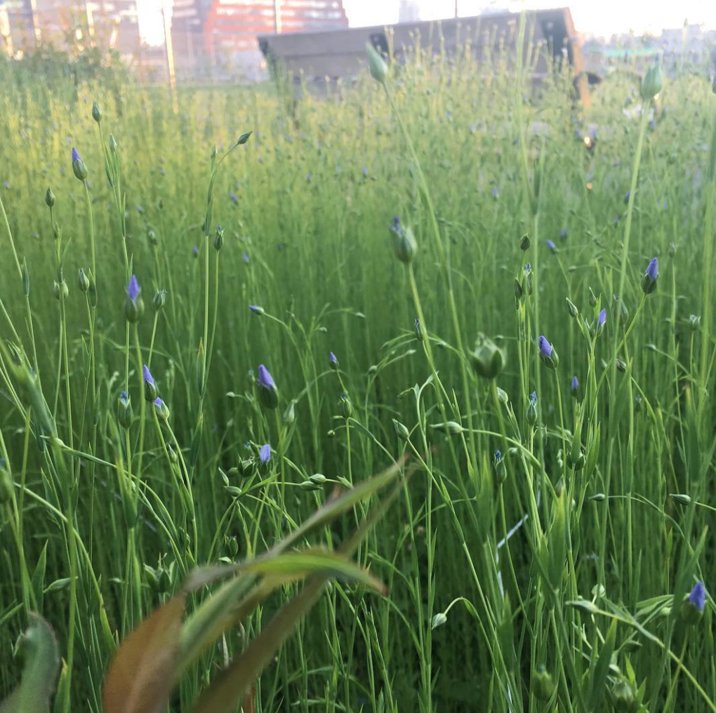 Flax Blooming