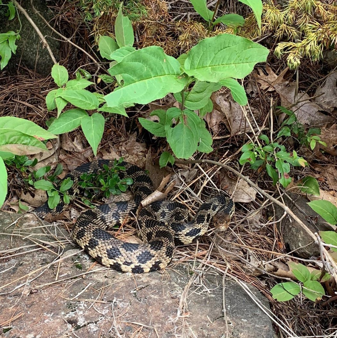 Eastern Fox Snake