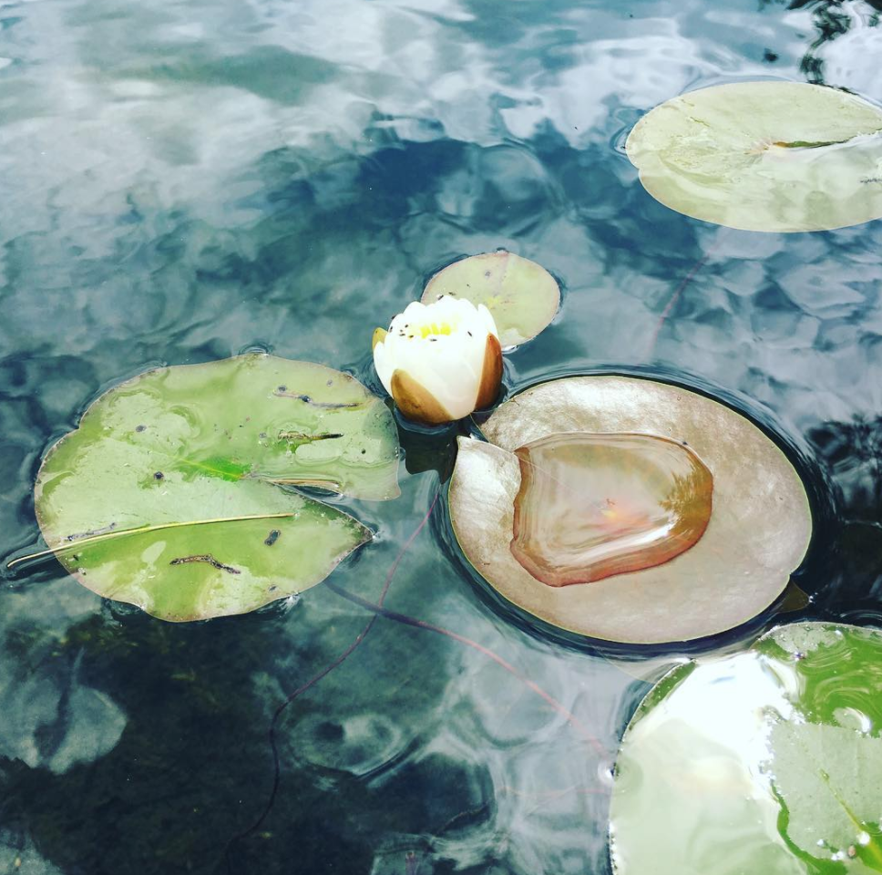 Blooming Water Lilies