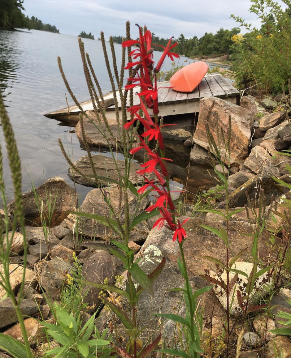 Cardinal Flowers in Bloom