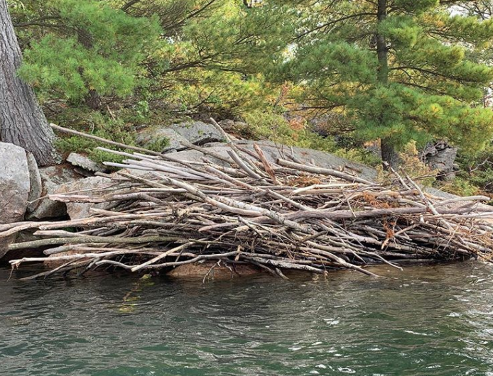 Giant Beaver Dam