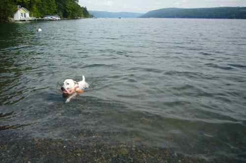 Swimming at the Cottage