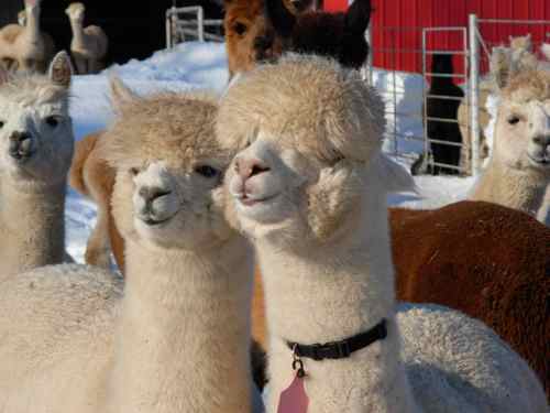 Alberta Rose Alpacas