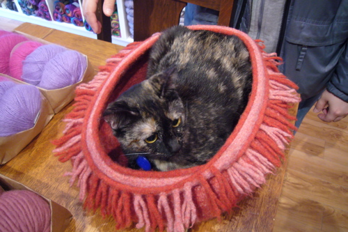 Cat finds happiness in yarn shop