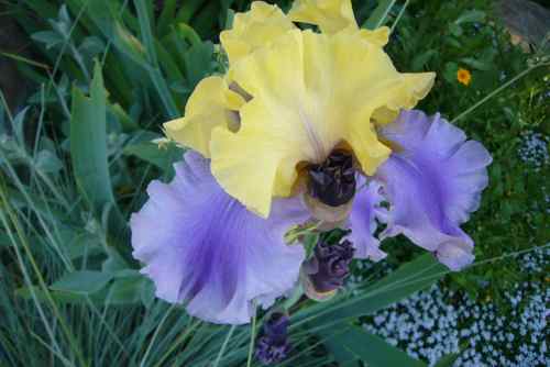 Iris in a Spring Garden