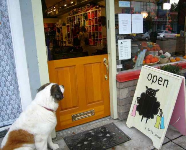 Dog Waits Patiently While Knitter Shops
