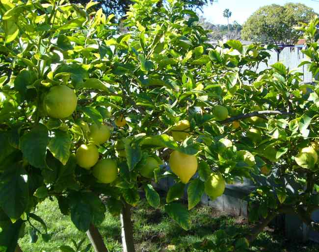 Lemons and Sunshine