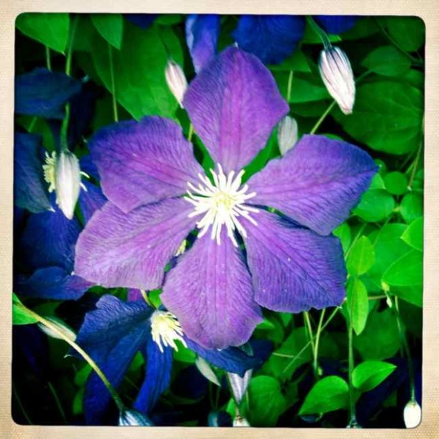 Summer Solstice