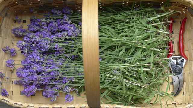 Lavender Bottles
