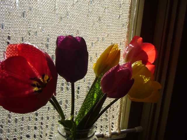 Tulips